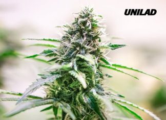 Scientists issue terrifying new health warnings after study reveals strength of cannabis is increasing