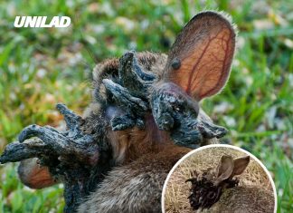 ‘Frankenstein’ rabbits with ‘tentacles’ explained as experts issue warning after they invade the US