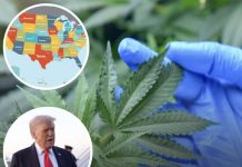 Where cannabis could be legalized in US as Trump considers making huge marijuana law change