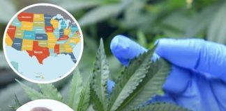 Where cannabis could be legalized in US as Trump considers making huge marijuana law change