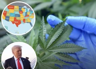 Where cannabis could be legalized in US as Trump considers making huge marijuana law change