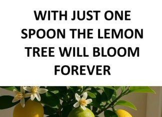 4 natural fertilizers for lemon plants