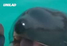 Scientists explain truth behind creepy recording of orcas imitating human speech that left people extremely terrified
