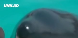 Scientists explain truth behind creepy recording of orcas imitating human speech that left people extremely terrified