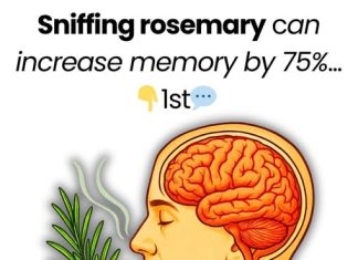 Sniffing Rosemary Can Increase Memory by 75%