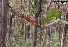 People Who Spot The Hidden Tiger In 12 Seconds Might Have A High IQ