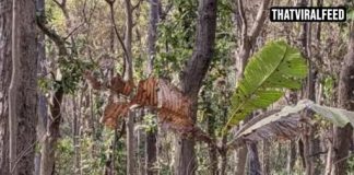 People Who Spot The Hidden Tiger In 12 Seconds Might Have A High IQ