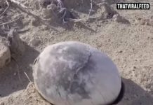 Scientists Find Perfectly Preserved Dinosaur Egg And Everyone’s Making The Same Joke
