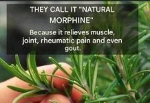 Discover the Plant of Eternal Youth