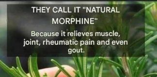 Discover the Plant of Eternal Youth