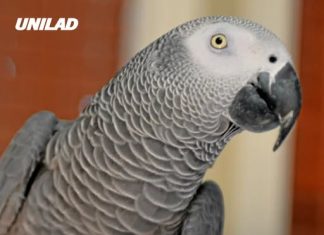 British parrot missing for four years returns home speaking Spanish