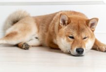 THE 6 MOST COMMON DOG SLEEPING POSITIONS: Here’s the MEANING behind the snowball, pancake, or dead cockroach.”