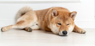THE 6 MOST COMMON DOG SLEEPING POSITIONS: Here’s the MEANING behind the snowball, pancake, or dead cockroach.”