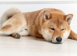 THE 6 MOST COMMON DOG SLEEPING POSITIONS: Here’s the MEANING behind the snowball, pancake, or dead cockroach.”