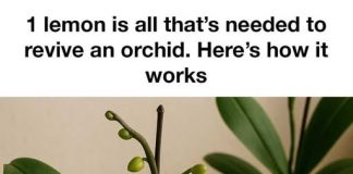 1 lemon is all that’s needed to revive an orchid. Here’s how it works