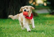 “How do dogs show love and emotion?”