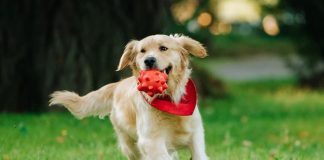 “How do dogs show love and emotion?”