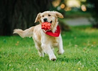 “How do dogs show love and emotion?”