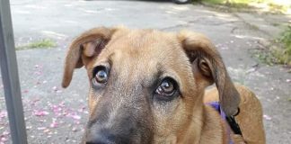 “What does a dog want to tell you with its behavior?”