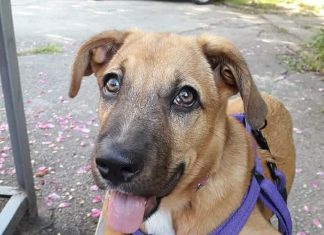 “What does a dog want to tell you with its behavior?”