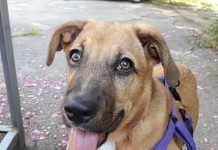 This is what every dog does when it feels it’s in the presence of bad and corrupt people: Remember this well, it can protect you from evil.”