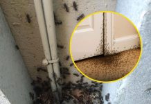 What The Universe Is Trying to Tell You When Ants Invade Your Home