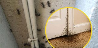 What The Universe Is Trying to Tell You When Ants Invade Your Home