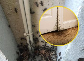 What The Universe Is Trying to Tell You When Ants Invade Your Home