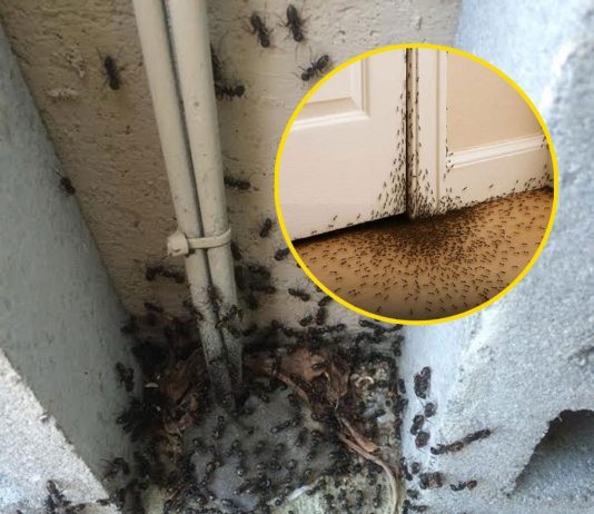 What The Universe Is Trying to Tell You When Ants Invade Your Home