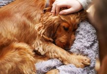 “Sick dogs may show subtle changes that owners should pay attention to.”