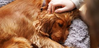 “Sick dogs may show subtle changes that owners should pay attention to.”