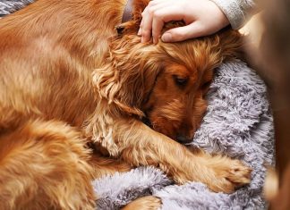 “Sick dogs may show subtle changes that owners should pay attention to.”