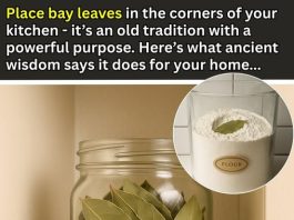 Place Bay Leaves in the Corners of Your Kitchen – Here’s the Ancient Reason Why
