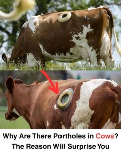 WHY DO SOME COWS HAVE PORTHOLES? THE UNUSUAL FARMING PRACTICE EXPLAINED ...