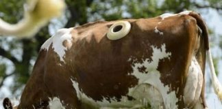 WHY DO SOME COWS HAVE PORTHOLES? THE UNUSUAL FARMING PRACTICE EXPLAINED