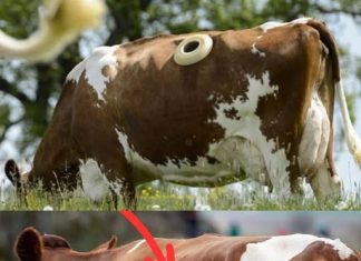 WHY DO SOME COWS HAVE PORTHOLES? THE UNUSUAL FARMING PRACTICE EXPLAINED