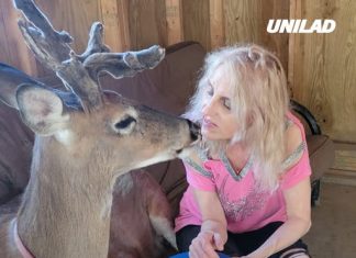 Grandma mauled to death by deer she rescued as police reveal they killed animal
