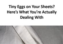 Tiny Eggs on Your Sheets? Here’s What You’re Actually Dealing With