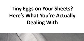 Tiny Eggs on Your Sheets? Here’s What You’re Actually Dealing With
