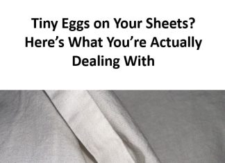 Tiny Eggs on Your Sheets? Here’s What You’re Actually Dealing With