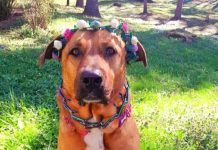 “IF YOU THINK A DOG EATS GRASS BECAUSE OF STOMACH PROBLEMS, YOU’RE WRONG: HERE’S THE REAL TRUTH, YOU NEED TO KNOW.”