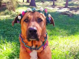 “IF YOU THINK A DOG EATS GRASS BECAUSE OF STOMACH PROBLEMS, YOU’RE WRONG: HERE’S THE REAL TRUTH, YOU NEED TO KNOW.”