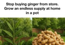 SKIP THE STORE: HOW TO GROW AN ENDLESS SUPPLY OF FRESH GINGER AT HOME IN A SINGLE POT