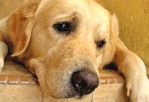 “How to know if your dog is depressed?”