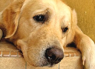 “How to know if your dog is depressed?”