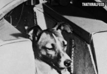 People Are Shocked To Learn The Truth About The First Dog Sent To Space, And The Real Story Is Heartbreaking