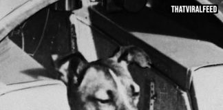 People Are Shocked To Learn The Truth About The First Dog Sent To Space, And The Real Story Is Heartbreaking