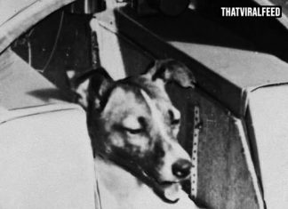 People Are Shocked To Learn The Truth About The First Dog Sent To Space, And The Real Story Is Heartbreaking