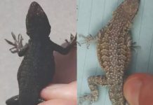 THE SPIRITUAL MEANING OF LIZARDS IN YOUR HOME – WHAT THEY SYMBOLIZE