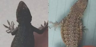 THE SPIRITUAL MEANING OF LIZARDS IN YOUR HOME – WHAT THEY SYMBOLIZE